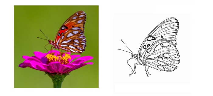 line art vectorization of butterfly