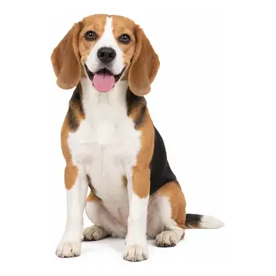 Photo JPG image to vector - beagle dog